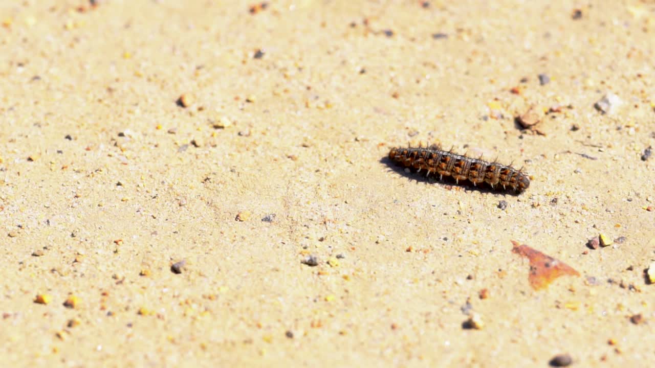 oruga se arrastra lentamente en una orilla arenosa durante el verano, tiro de seguimiento