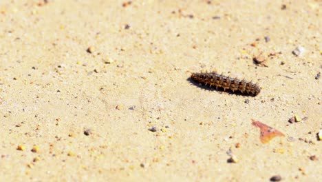 caterpillar slowly crawls on a sandy shore during summer time, tracking shot