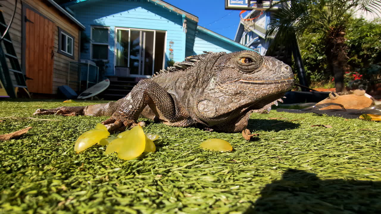 Iguana che si crogiola al sole e mangia frutta - primo piano isolato