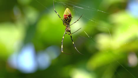 araña joro con 6 patas columpiándose en la web en corea del sur, primer plano
