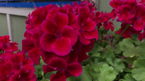 red flowers blow in the breeze in front of a blue sign