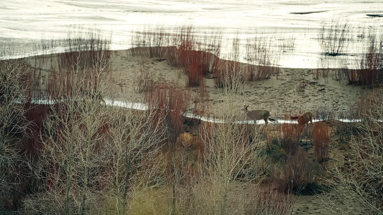 Pronghorn herd grazes slowly in dry grassy plains of Great Sand Dunes under natural warm daylight, drinking water from shallow stream