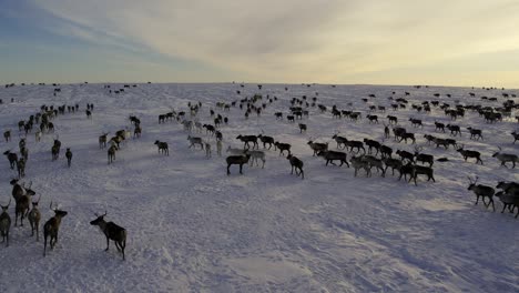 herd of reindeer