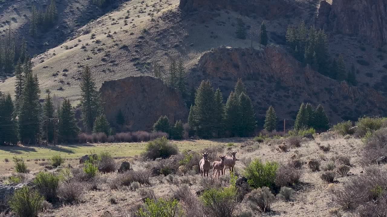 A beautiful and cinematic 70mm zoomed-in aerial shot of a herd of female bighorn sheep on a steep incline in the Rock Mountains, near the infamous town of Creede, Colorado.