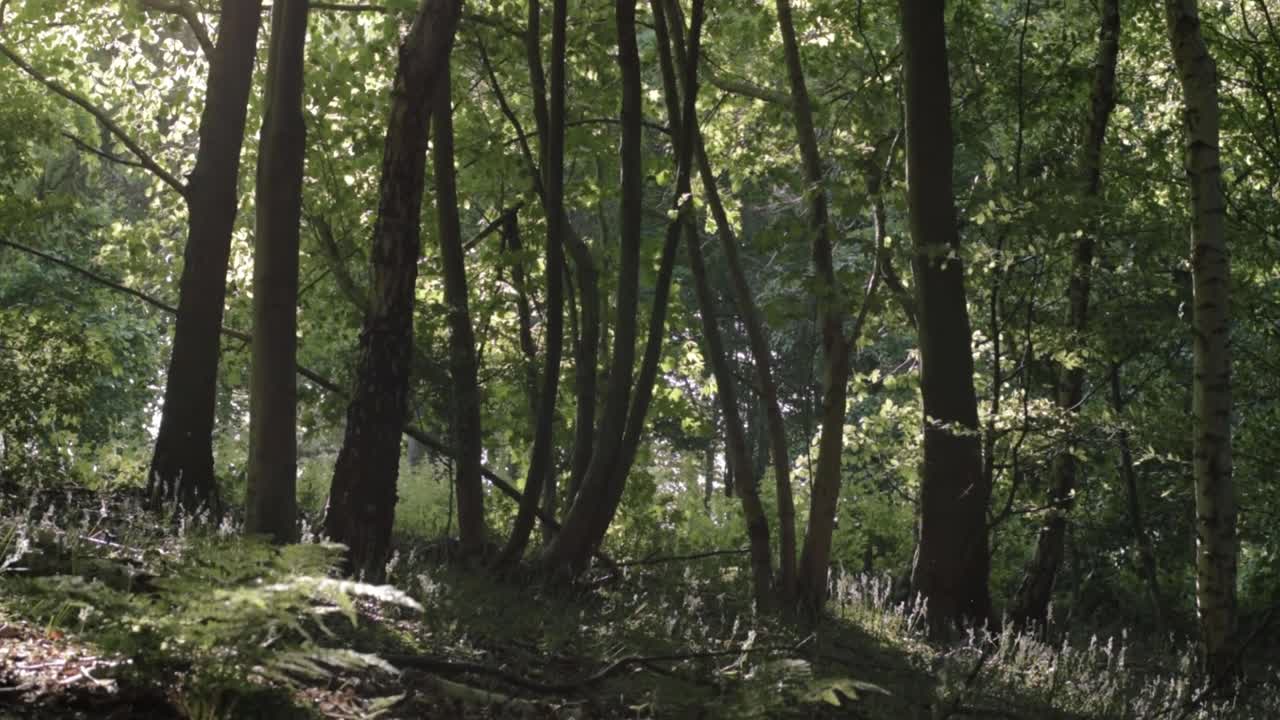 Bracken growing in English forest wide tilting shot