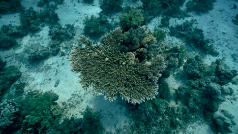 enorme arrecife de coral en la superficie del océano - toma submarina media