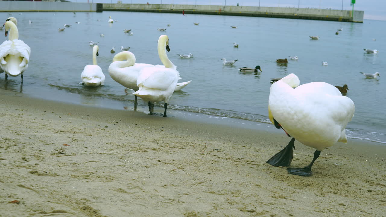 Swans wash themselves by the sea, a calm sheet of water on the sea