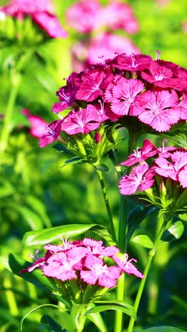 vibrant carnations blooming in lush green surroundings