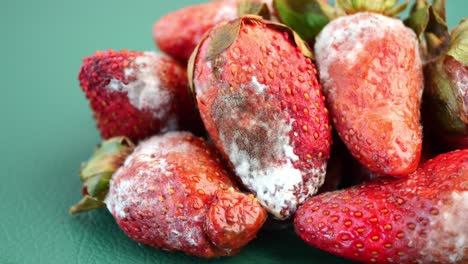 moldy strawberries
