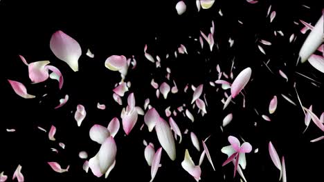 pink lotus petals flying.