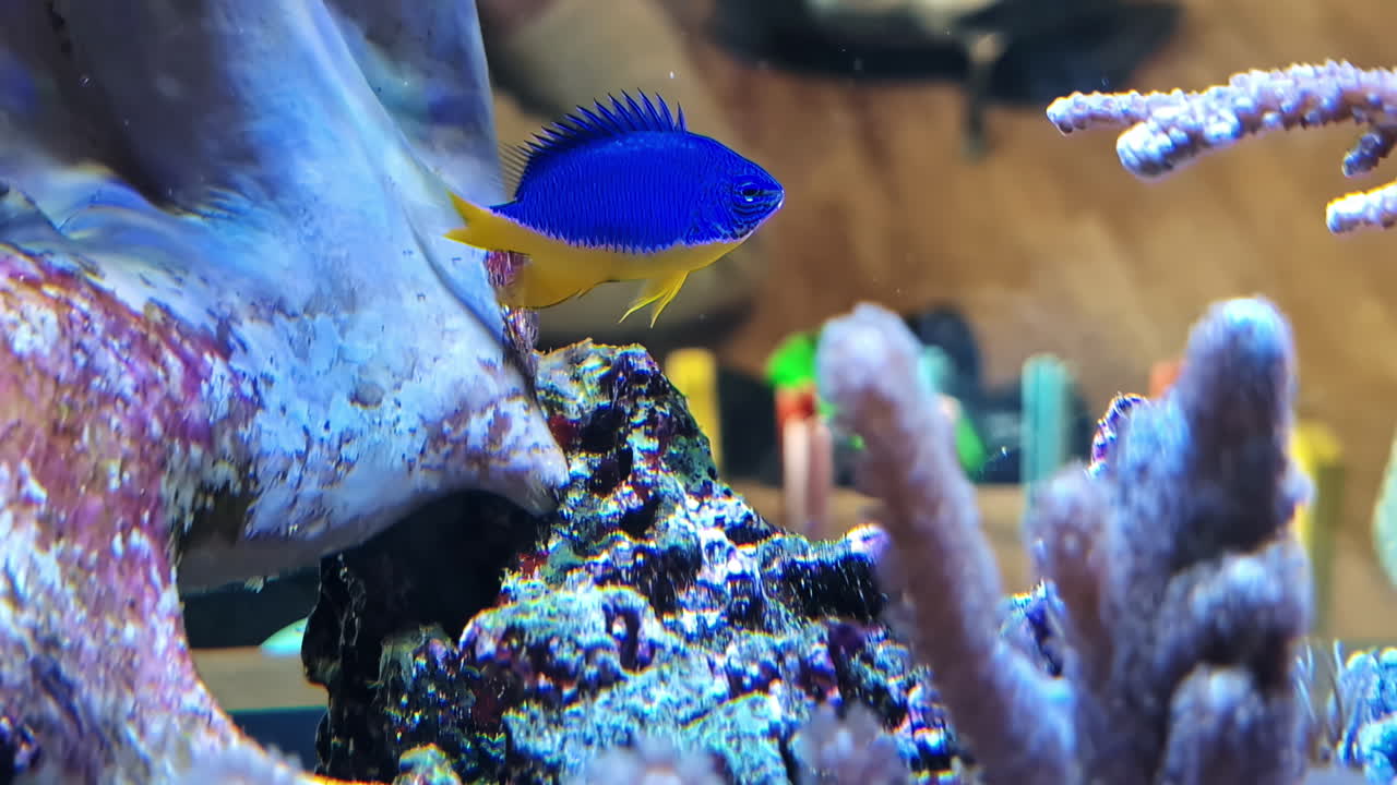 A vivid royal blue damselfish swims near coral and rock structures inside a colorful aquarium setup