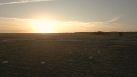 sunset over a field with cows