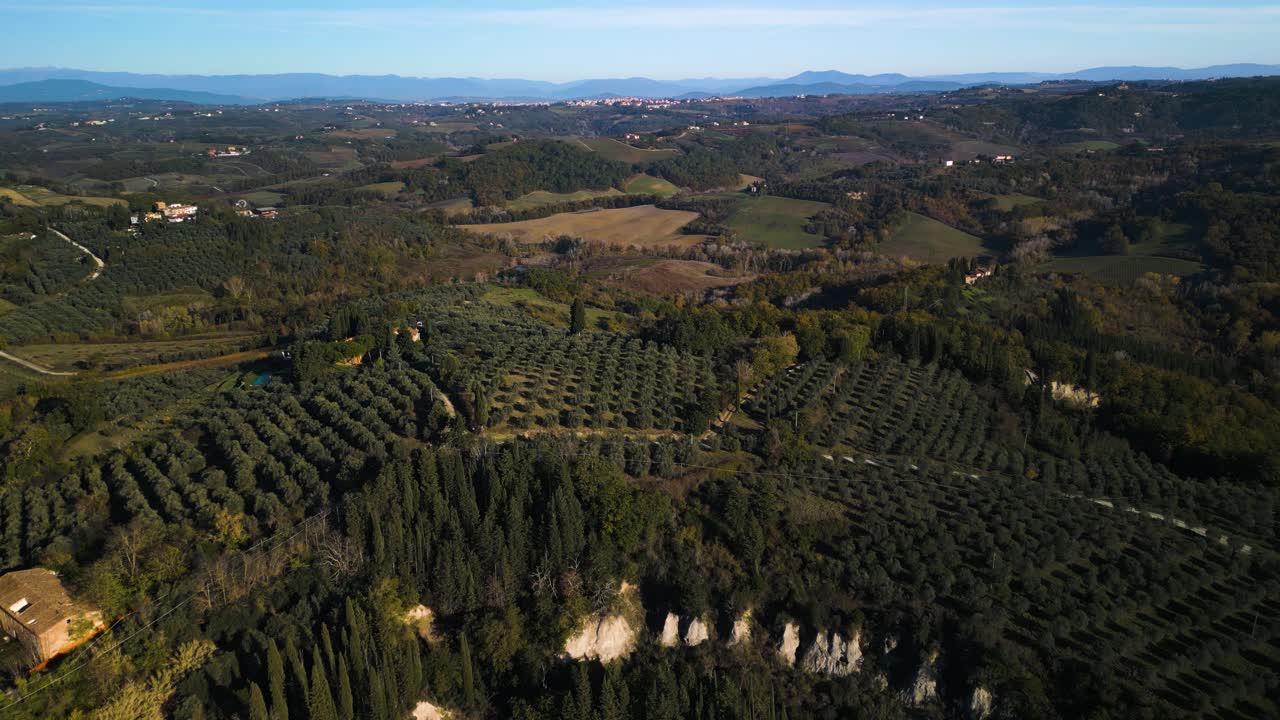 vista panorámica de los huertos de olivos en filas perfectas, impresionante paisaje toscano