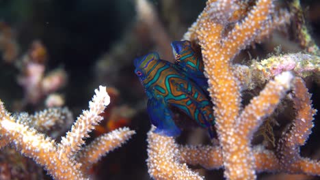 Paarung-Mandarinfisch-Baby-Lembeh-Indonesien-4k-25fps