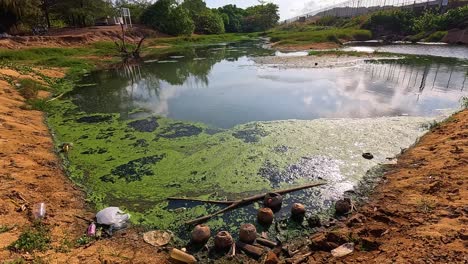 a polluted waterway in phuket shows algae growth and sewage pipes under bright daylight, highlighting environmental concerns