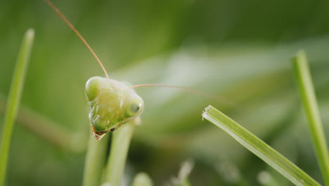 portrait of an amazing praying mantis - blends in with the surrounding green grass