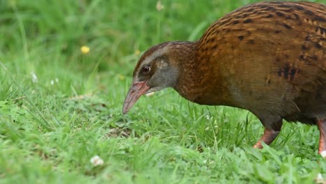 Close-up-a-alking-an-eating-Weaka