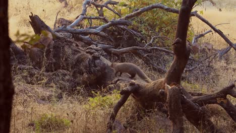 Indian-grey-mongoose-or-common-grey-mongoose-(Herpestes-edwardsi)-is-a-mongoose-species-mainly-found-in-West-Asia-and-on-the-Indian-subcontinent.-Ranthambore-National-Park-Rajasthan-India