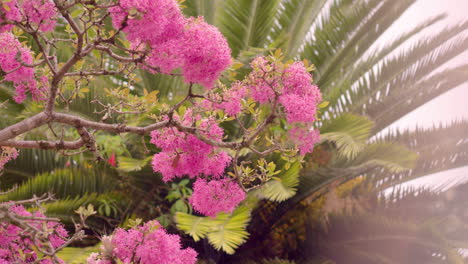 arupo y palmera