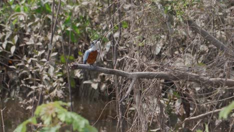 ringed kingfisher swallows a whole fish in the wild