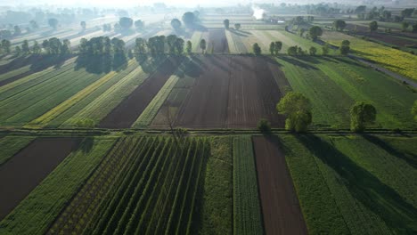 Frühlingsmorgennebel,-Der-Sanft-Zwischen-Hohen-Bäumen-Auf-Dem-Landwirtschaftlichen-Grundstück-Mit-Pflanzen-Schwimmt