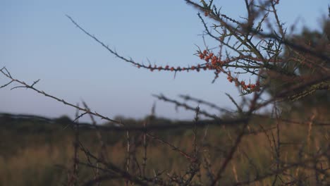 sea-buckthorn-twigs-in-morning-light