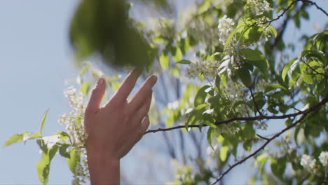 entregar las flores de los árboles en flor en primavera