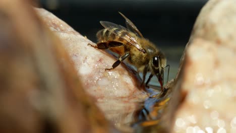 close up of bee on rock drinking water