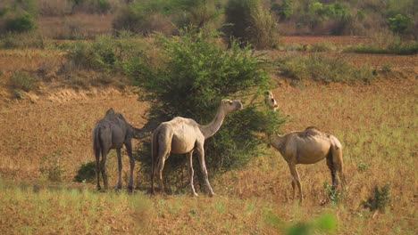 wild camels eating invasive prosopis juliflora in grasslands of ghatigao in madhya pradesh india
