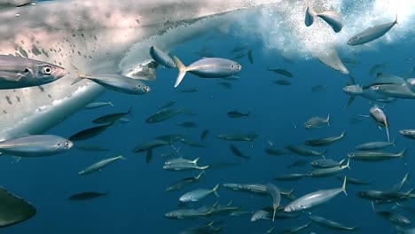 Gran-Tiburón-Blanco-Boca-Abierta-Con-Dientes-Afilados,-Puntiagudos-Y-Aserrados,-Primer-Plano