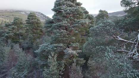 Imágenes-Cinematográficas-De-Drones-Que-Aparecen-Desde-El-Dosel-Cubierto-De-Nieve-De-Los-Pinos-Silvestres-Para-Revelar-Un-Espectacular-Paisaje-Montañoso