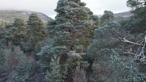 imágenes cinematográficas de drones que aparecen desde el dosel cubierto de nieve de los pinos silvestres para revelar un espectacular paisaje montañoso