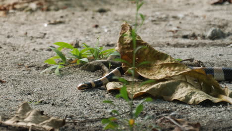 Sea-Krait-Es-Una-Serpiente-Marina-Letal-Y-Venenosa-Que-Puede-Moverse-Tanto-En-Tierra-Como-En-El-Agua-Del-Océano,-Arrastrándose-A-Lo-Largo-De-La-Playa