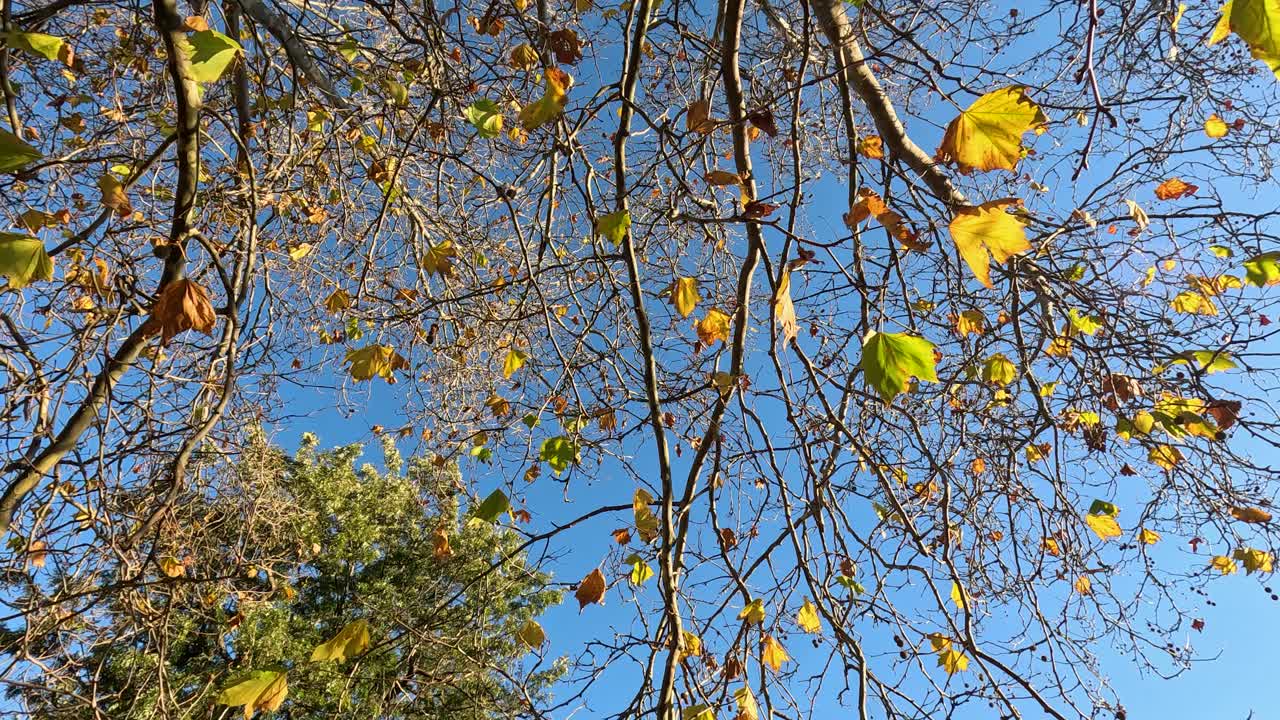 은 파란 하늘 아래 떨어지는 잎