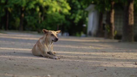 satisfied dog laying on the ground looking into the camera