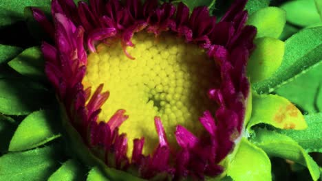 floración, erigeron glaucus 'brisa marina', pétalo rosa amarillo centro margarita planta macro lapso de tiempo