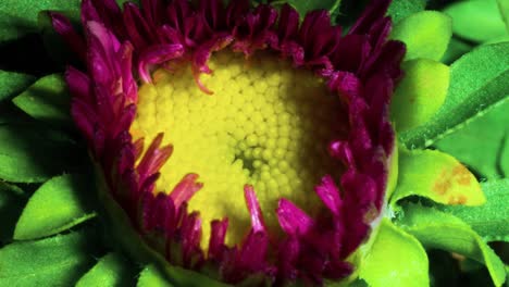 flower bloom, erigeron glaucus 'sea breeze', pink petal yellow center daisy plant macro time lapse