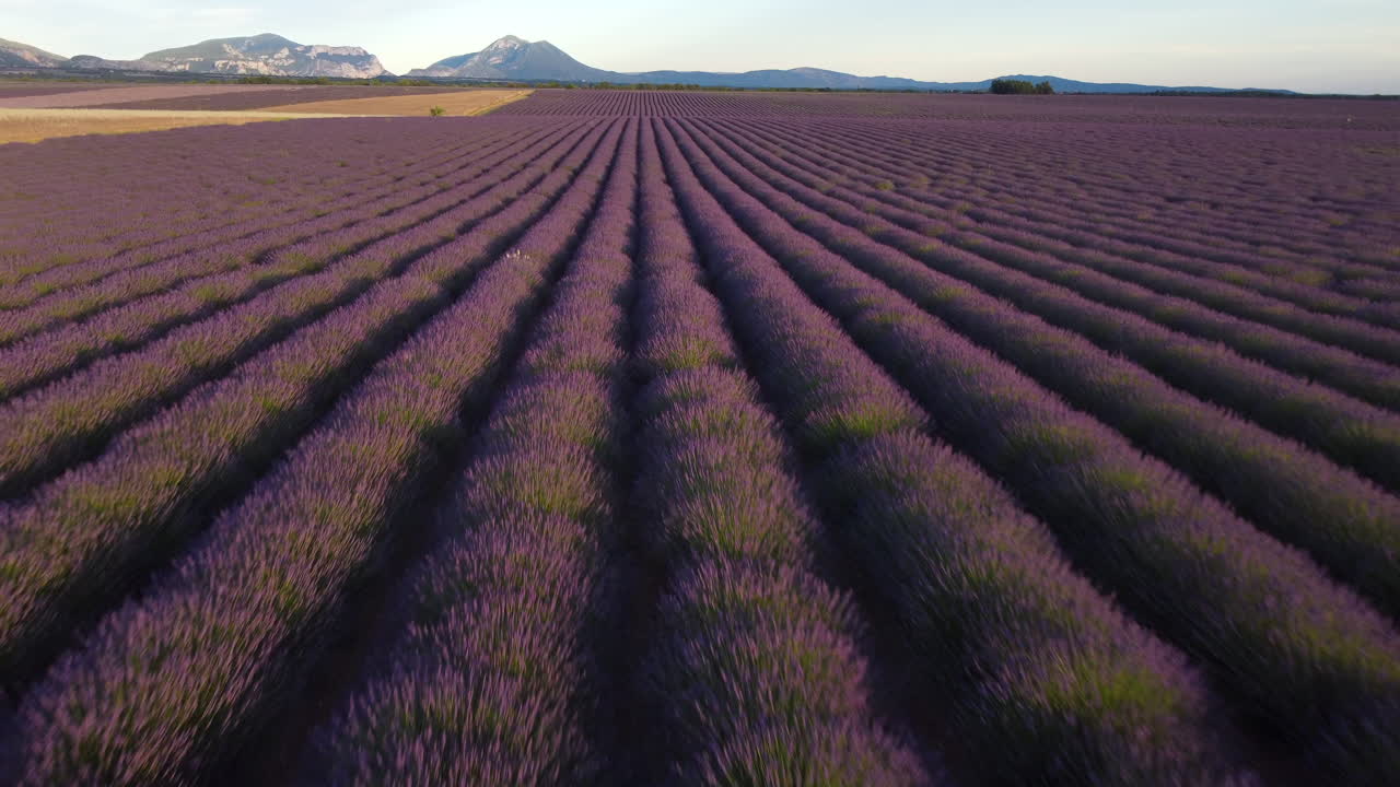 valensole campo de lavanda vista aérea