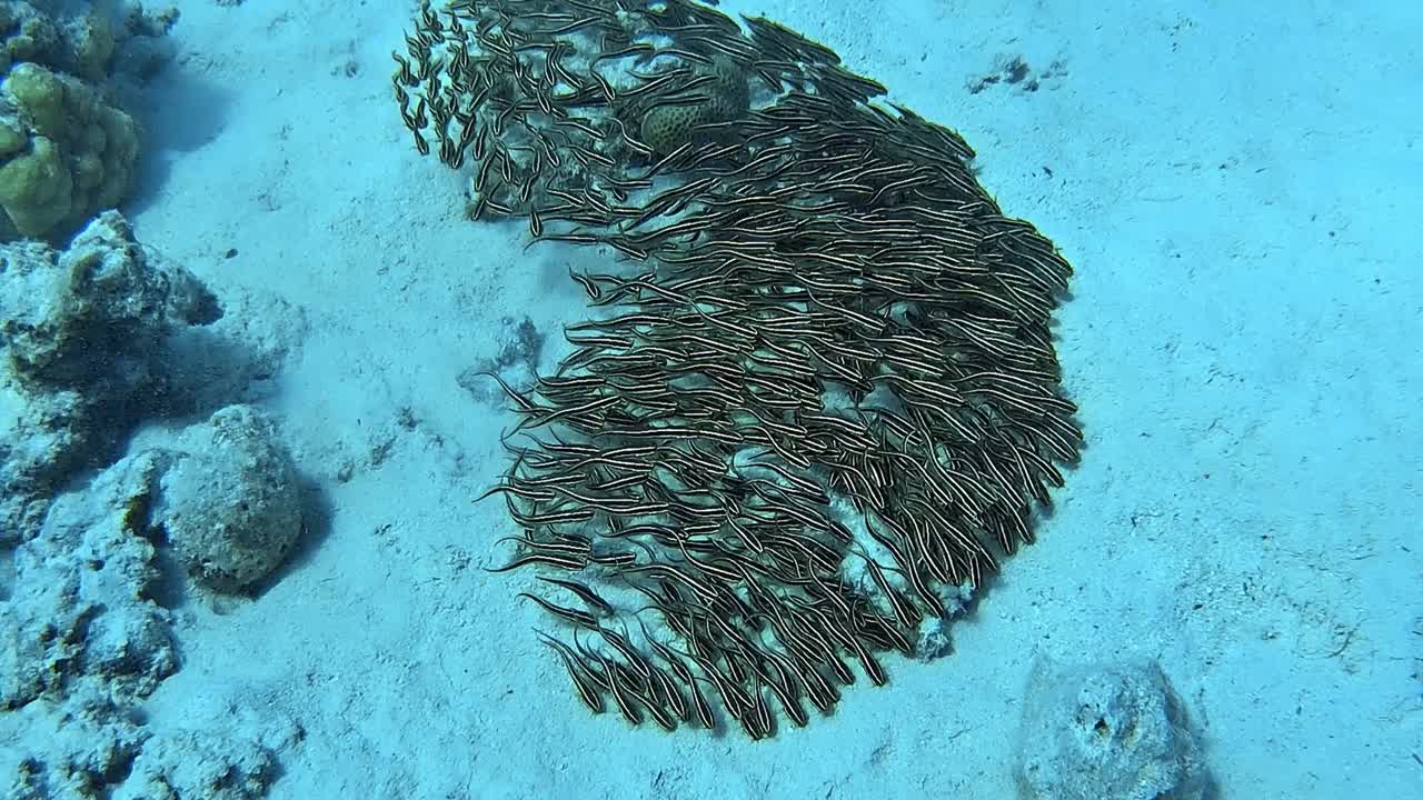 바다 바닥에 있는 물고기 무리의 수중 촬영입니다.
