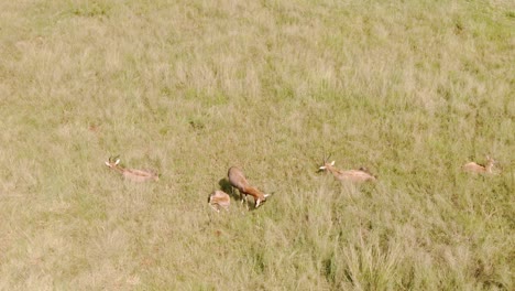 Imágenes-Aéreas-De-Drones-De-Una-Familia-Blesbok-Tirada-En-La-Hierba-De-Otoño