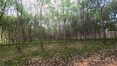 a serene rubber tree plantation in phuket, thailand, captured with smooth panning, showcasing natural beauty and tranquility