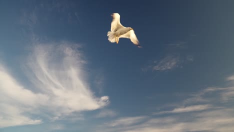 seagulls  hoovering above. blue sky with clouds