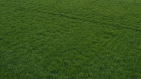 aerial - beautiful lush, green fertile fields, wide forward shot tilt up