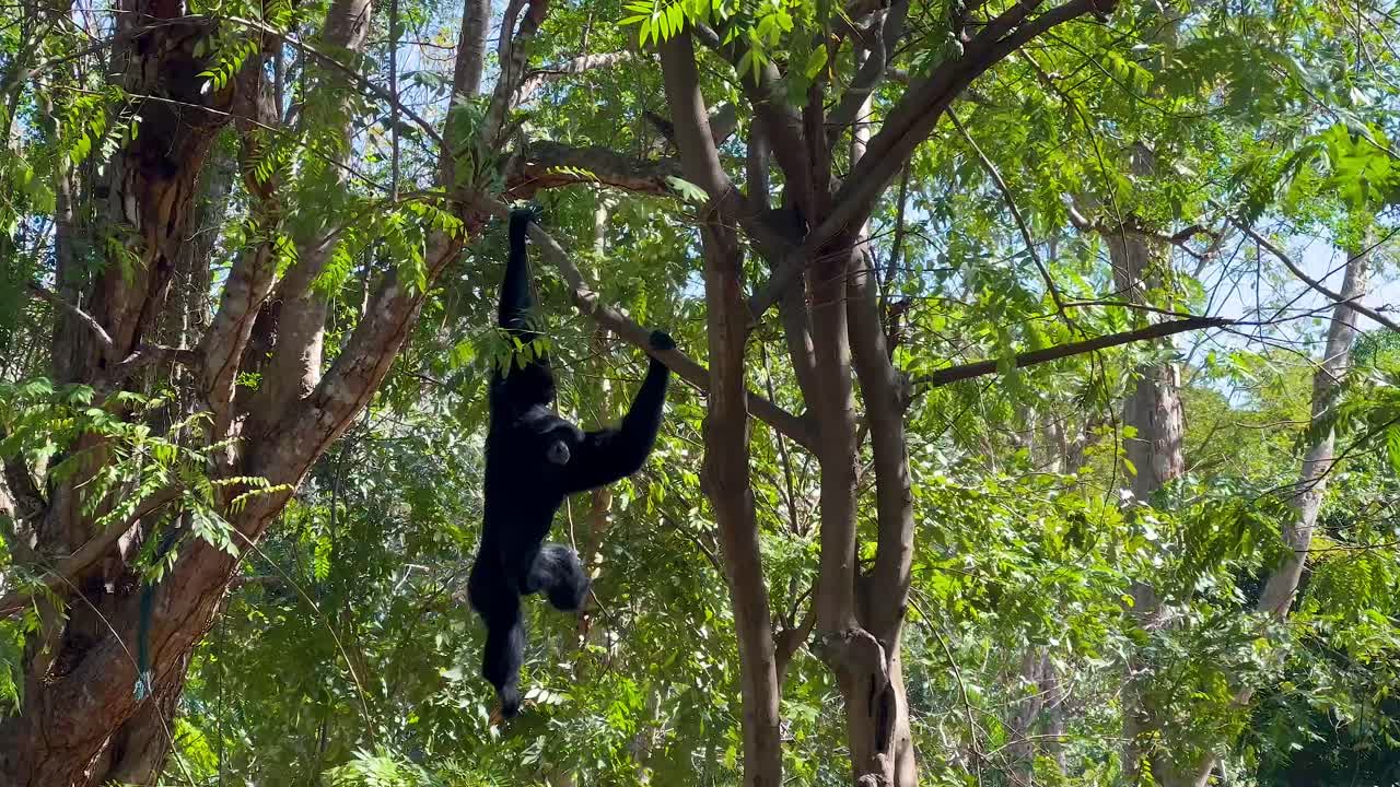 Gibbons gracefully swinging through lush green trees