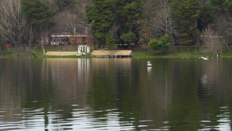 Gulls-flying-close-to-lake-surface-reflecting-park-trees-and-people-walking-on-quiet-promenade