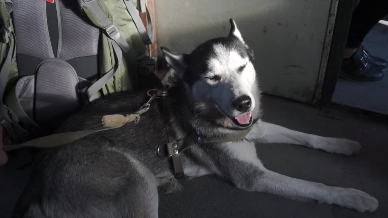Black and white husky on a train