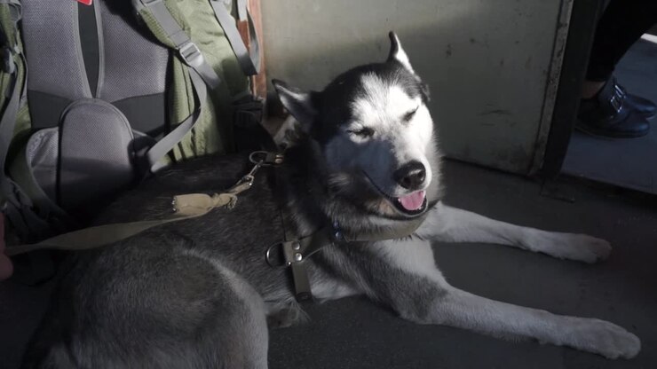 Black and white husky on a train