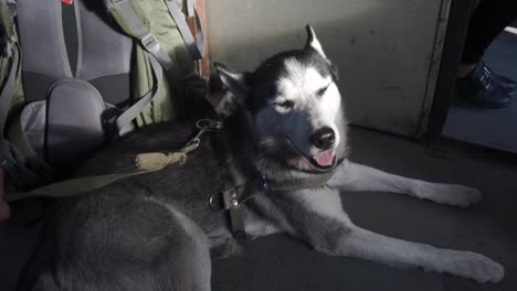 Black-and-white-husky-on-a-train