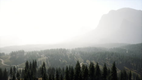 Hermosa-Vista-Del-Atardecer-En-El-Bosque-De-Cedros-Frente-A-La-Cordillera-De-Sayan