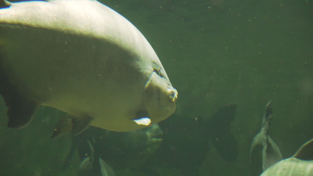 School of Fish in Murky Water